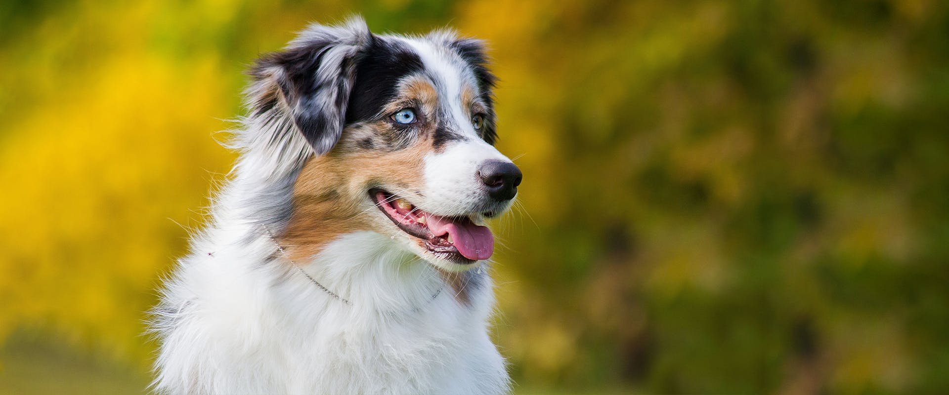 Unique australian shepherd hot sale names